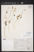 Anemone tuberosa var. texana image