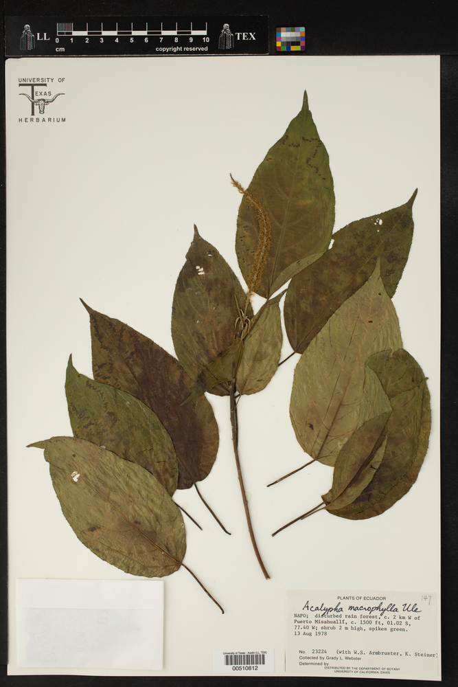 Acalypha macrophylla image