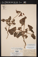 Proboscidea louisiana var. fragrans image