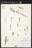 Euphorbia johnstonii image
