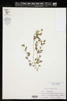 Hebecarpa ovatifolia image
