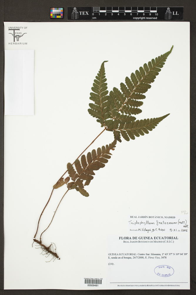 Triplophyllum fraternum image