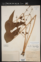 Sagittaria brevirostra image