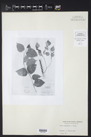 Croton suyapensis image