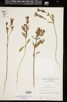 Brazoria truncata var. truncata image