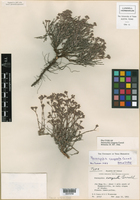 Paronychia congesta image