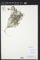 Fumaria densiflora image