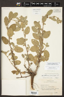 Image of Waltheria rotundifolia