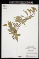 Prunus rivularis var. pubescens image