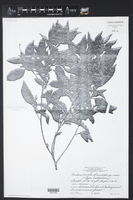 Croton icche image