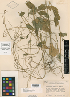 Thelypodiopsis arcuata image