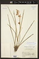 Encyclia bractescens image