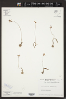 Image of Caladenia caerulea