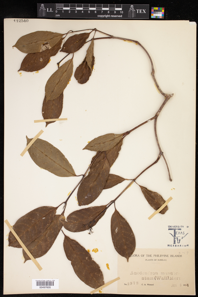 Anodendron parviflorum image