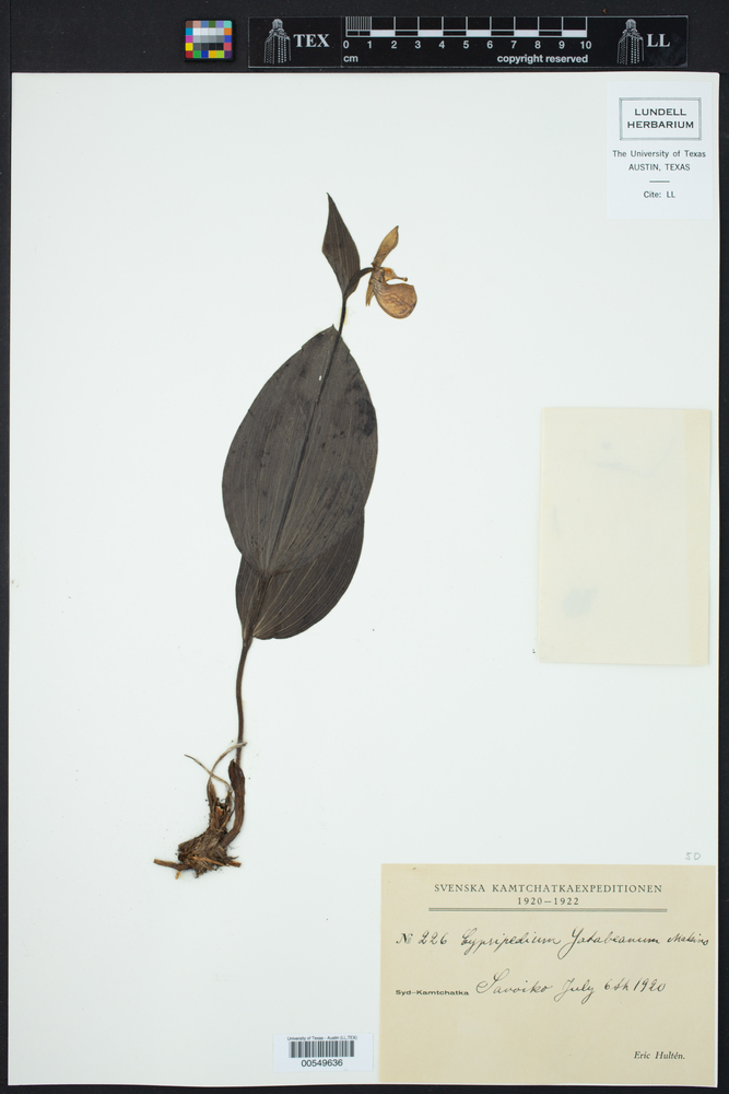 Cypripedium yatabeanum image