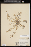 Astragalus emoryanus var. terlinguensis image