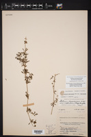 Galium mexicanum subsp. flexicum image