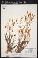 Eustoma exaltatum subsp. exaltatum image