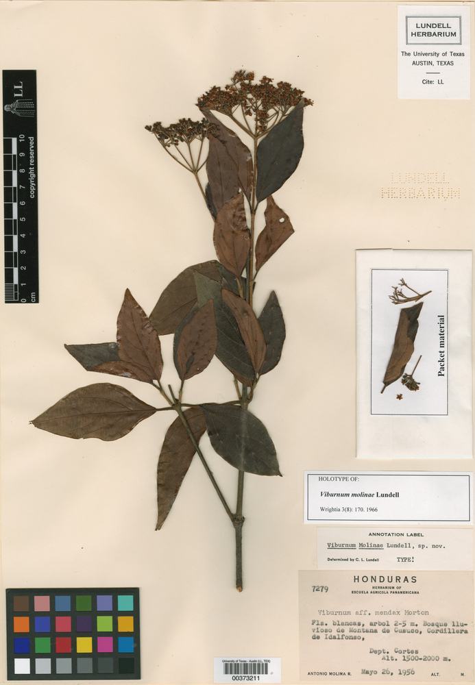 Viburnum molinae image
