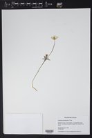 Anemone edwardsiana image