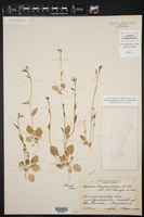 Lobelia berlandieri subsp. berlandieri image