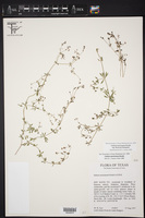 Galium mexicanum subsp. flexicum image