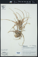 Tillandsia brachycaulos image