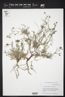 Gilia rigidula subsp. rigidula image