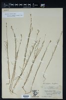 Image of Peniophyllum linifolium