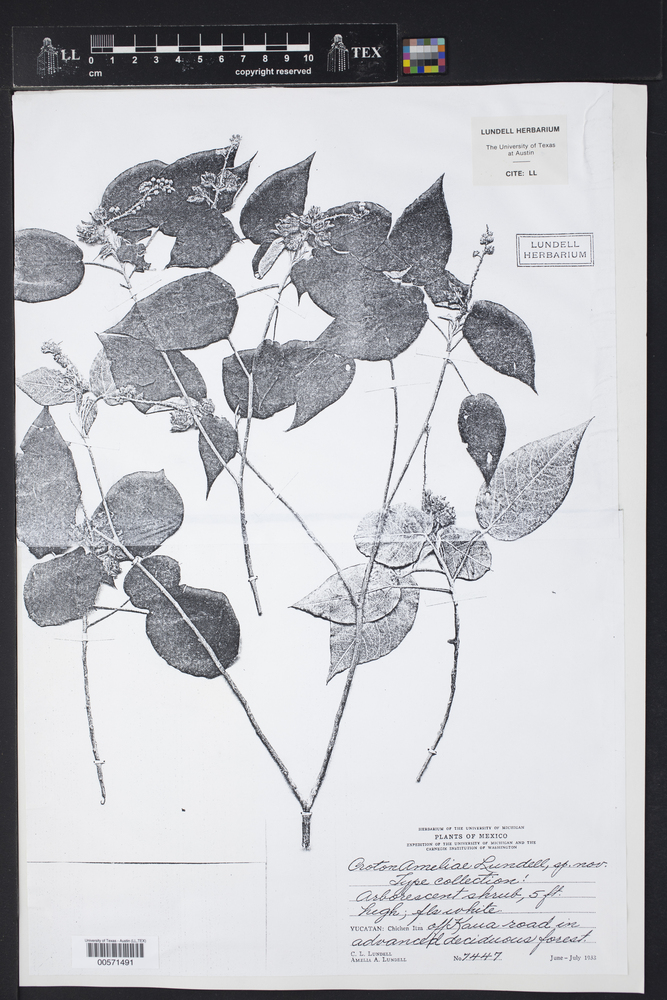 Croton ameliae image