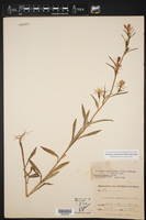 Triodanis coloradoensis image