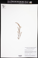 Image of Pelargonium xerophyton
