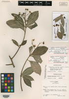 Ardisia opegrapha subsp. opegrapha image
