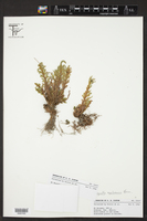 Selaginella novoleonensis image