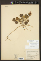 Hibiscus martianus image