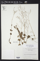 Valeriana urticifolia var. urticifolia image