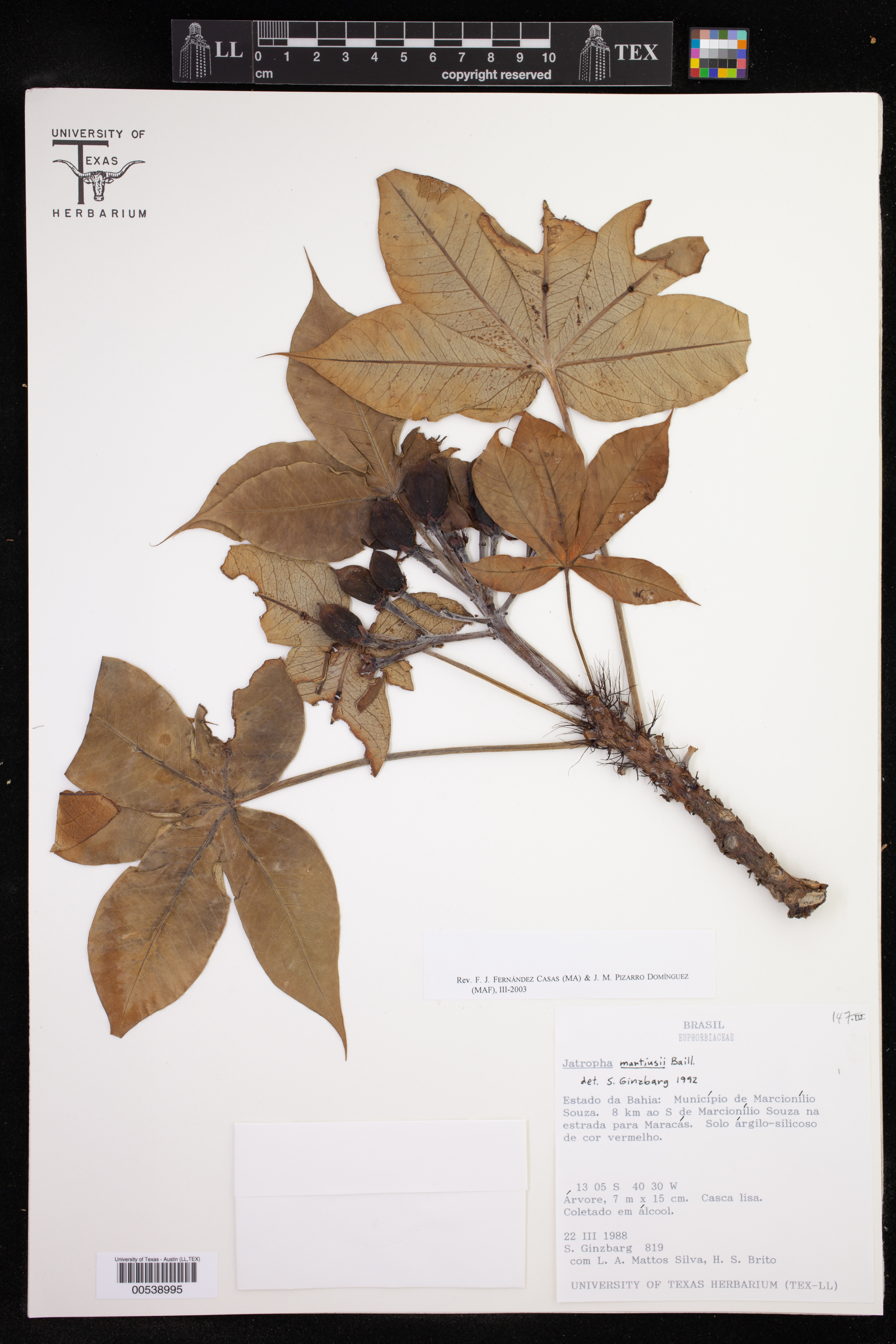 Jatropha martiusii