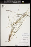 Sporobolus silveanus image