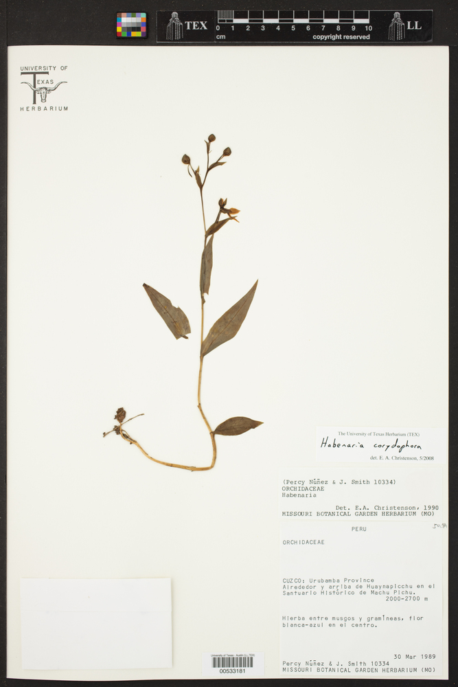 Habenaria corydophora image