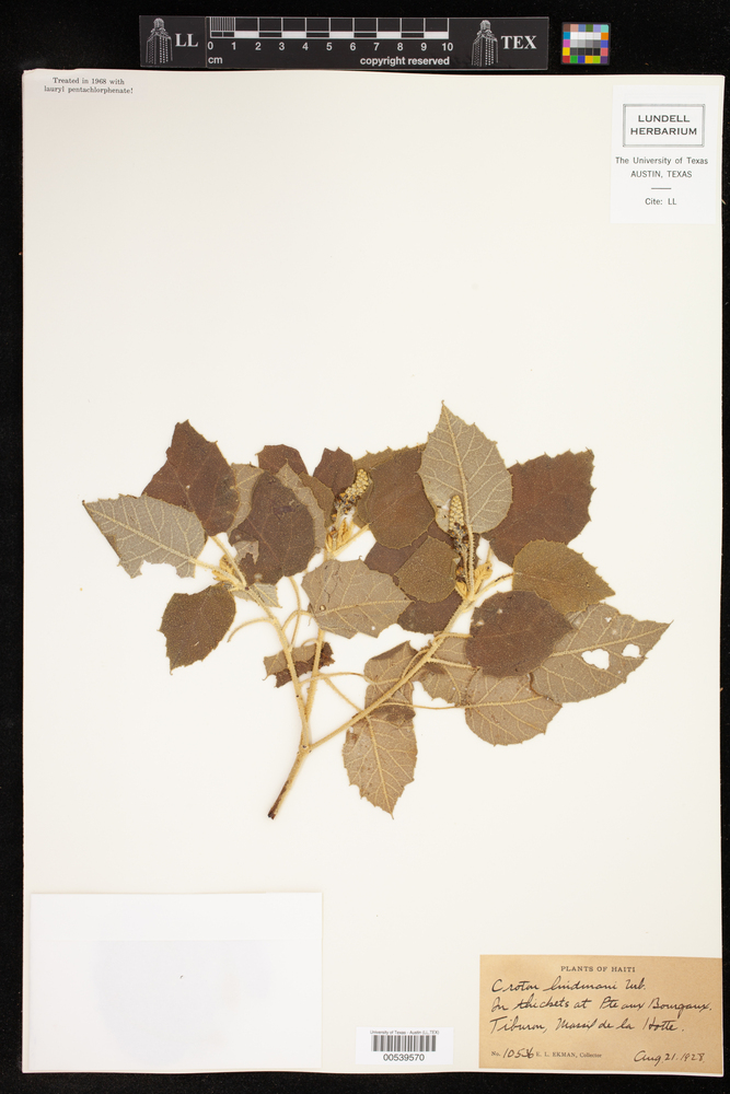Croton lindmanii image
