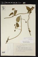 Gonolobus erianthus image