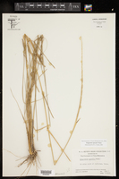 Eragrostis spicata image