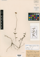 Sabazia pinetorum image