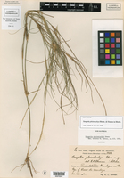 Saugetia pleiostachya image