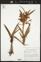 Maxillaria nanegalensis image