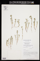 Euphorbia texana image