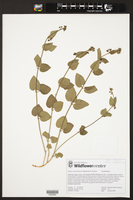 Diospyros yucatanensis var. longipedicellata image