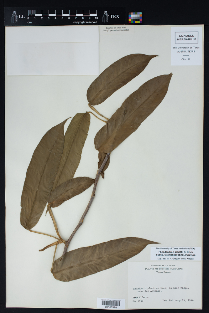 Philodendron schottii subsp. talamancae image