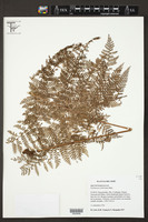Image of Polybotrya lechleriana