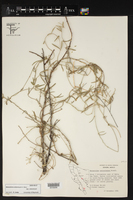 Metastelma arizonicum subsp. arizonicum image